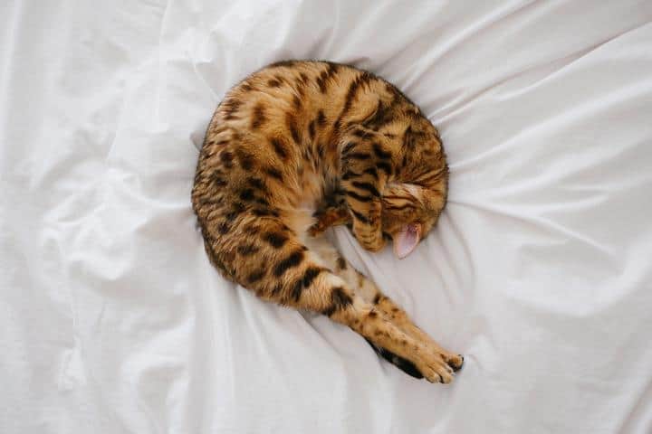 Eine Katze auf dem Feng Shui Bett
