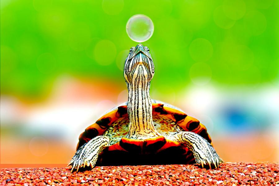 Eine Schildkröte am Spielen