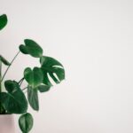 Feng Shui Schlafzimmer mit großer Grünpflanze am Bett für bessere Luft.